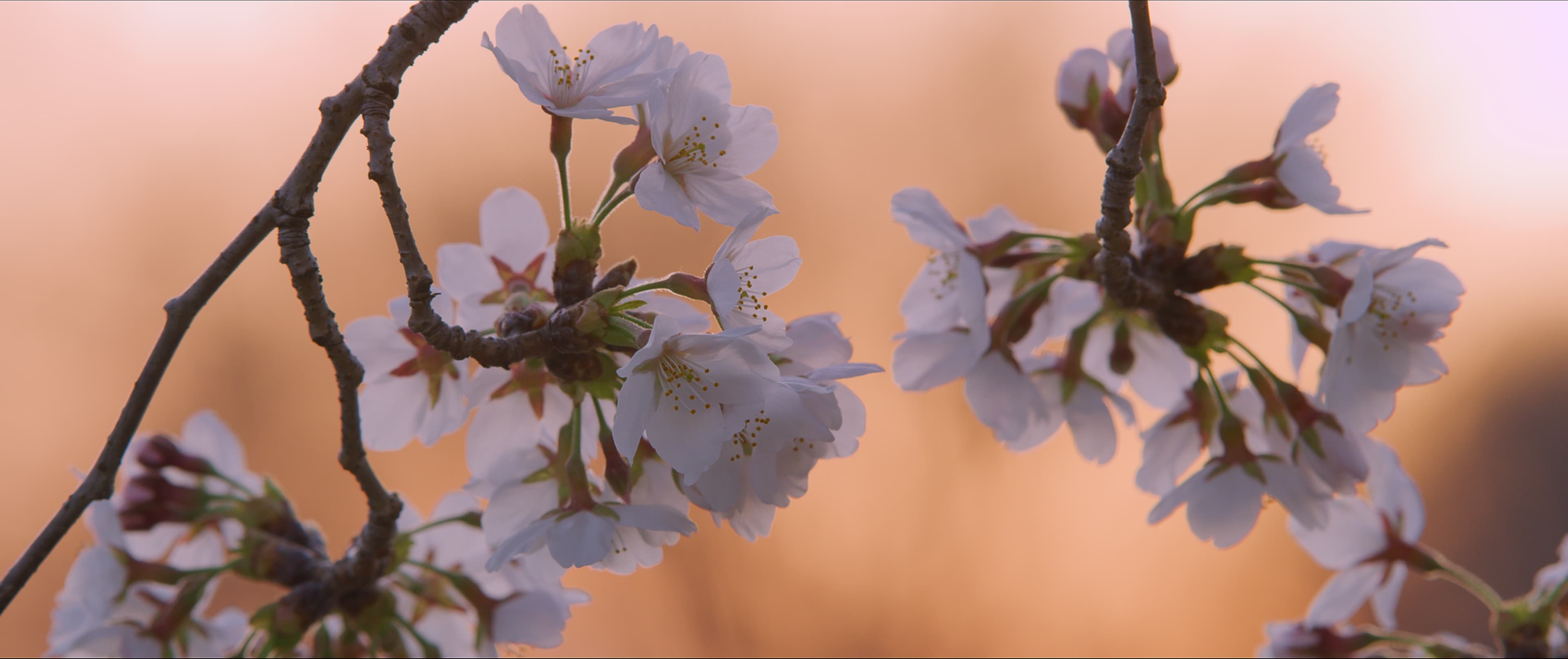 Sarah Morri Sakura